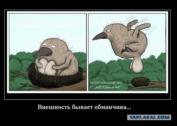 Смешные комментарии из социальных сетей 11.11.2014