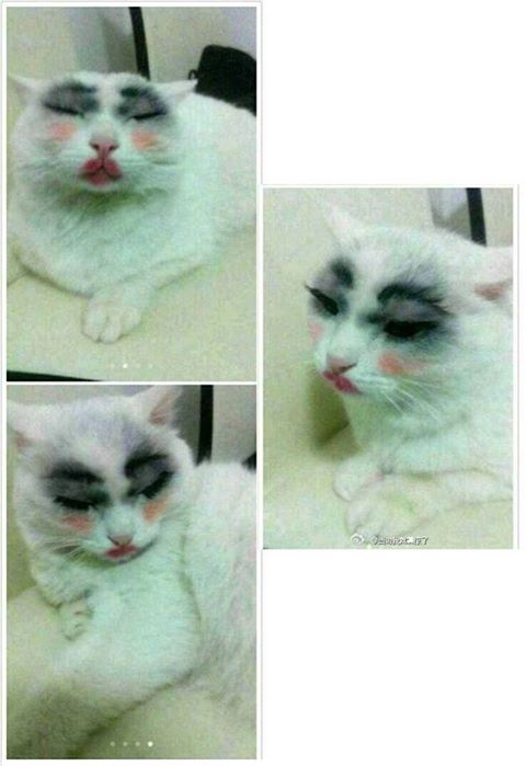 Забавные коты и кошки