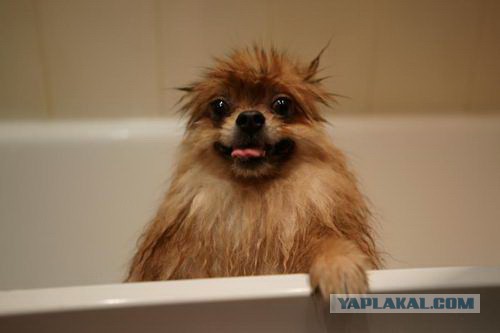 Собакочетверг..