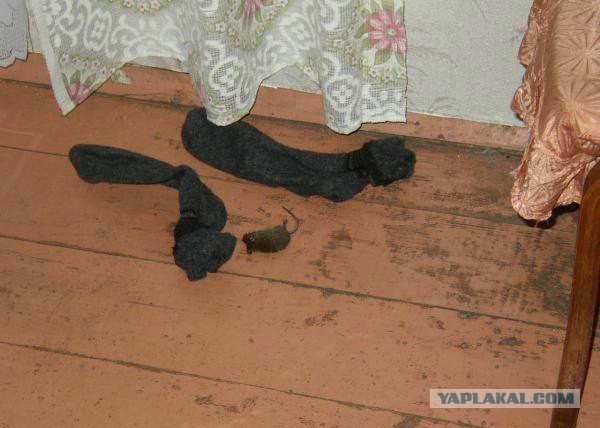Прикольные картинки.