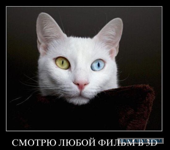 30 веселых фотографий с животными