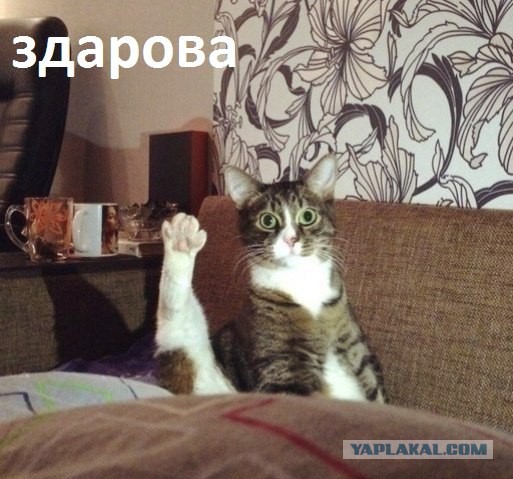 Известные котомемы.