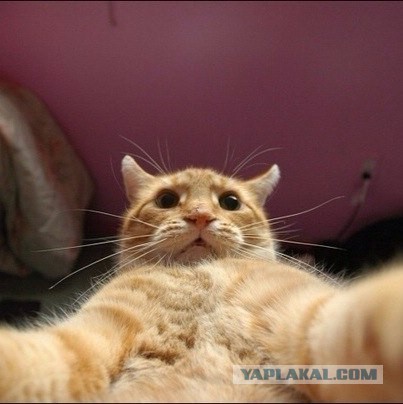 Известные котомемы.