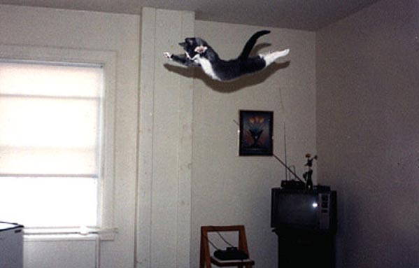 Коты, кошки, котята