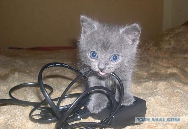 Котовторник
