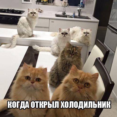 Пучок смешных картинок