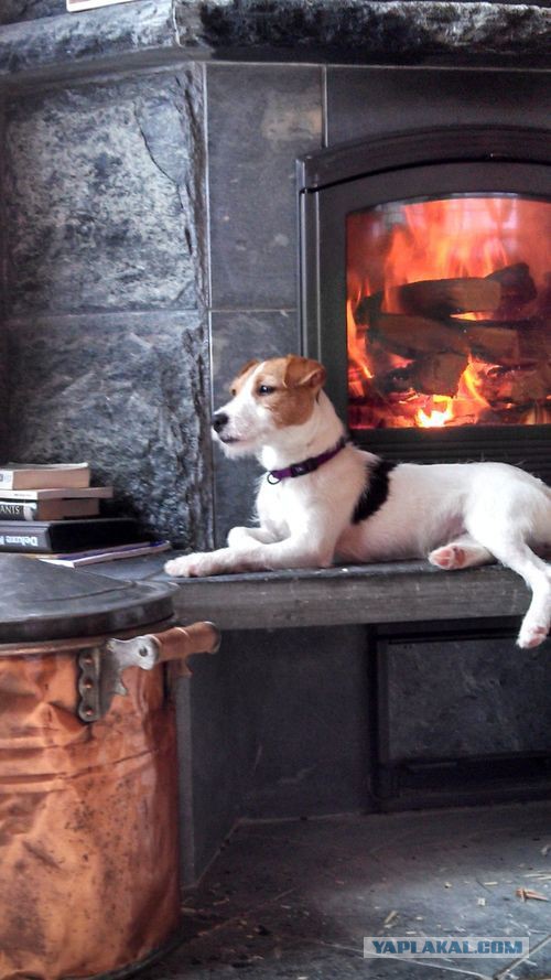 Собакочетверг