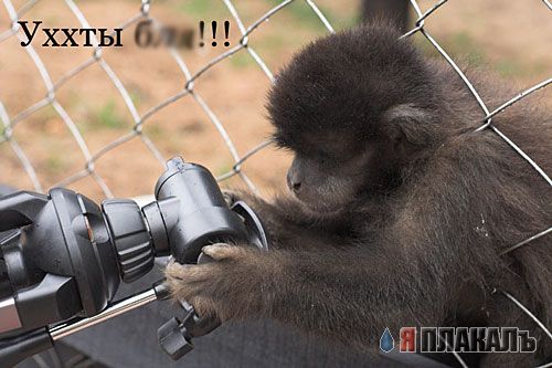 ОБЕЗЬЯНЫ. Все про обезьян