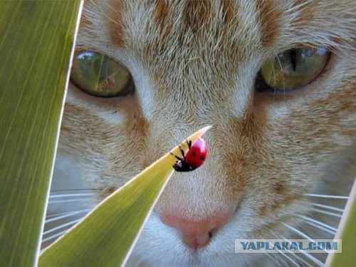 Скотинки - Животинки