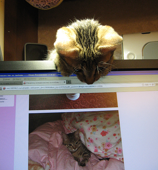 Котовторник  01.03.2016