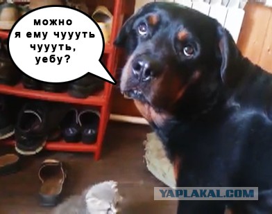 Котенок нападает на ротвейлера.
