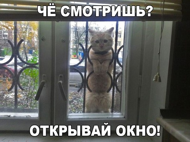 Прикольные животные