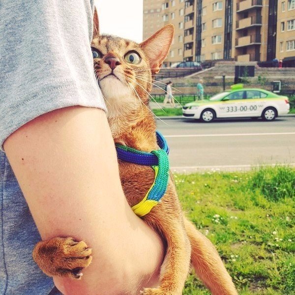 Прикольные животные