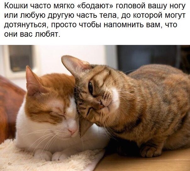 Коты из сети