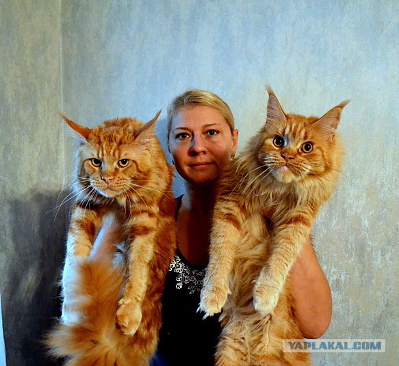 Джокер и его семья