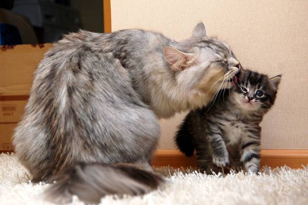 Коты и Кошки