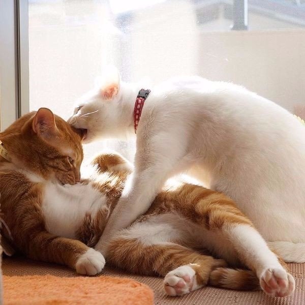 Коты и Кошки