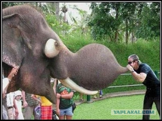 Я бы тоже потискал слоника
