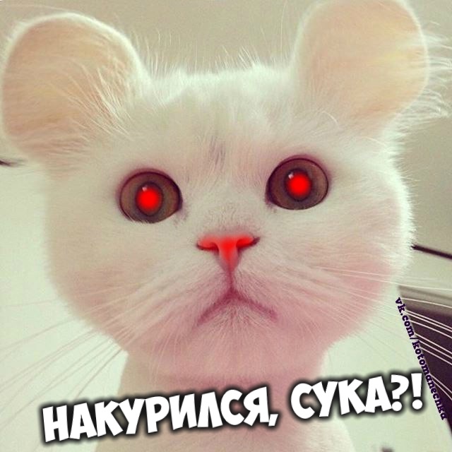 Чебуракот