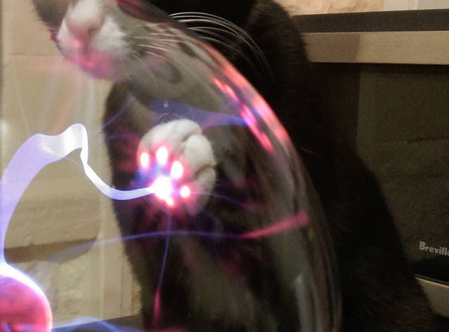 Коты и Кошки