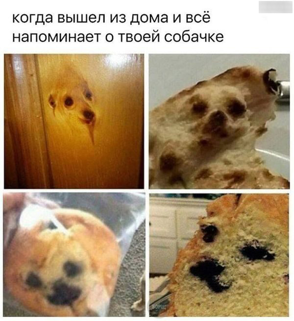 Они повсюду