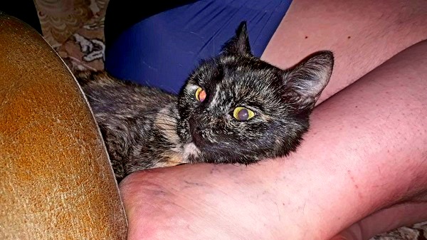 Котовторник 19.06.2018
