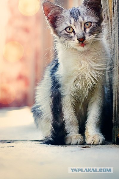 Котовторник на 31.03.2009