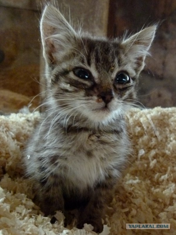 Котейкин вторник! Космический 12.04!