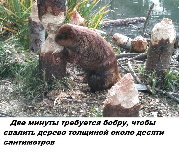 Подборка бесполезных фактов.