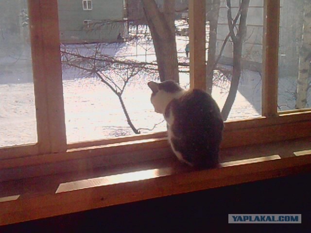 Котовторник (28.02.2012)