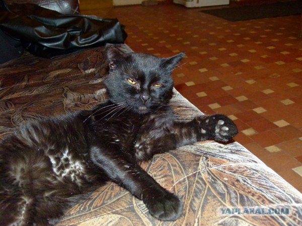 Котовторник ( 23.10. 2012. )