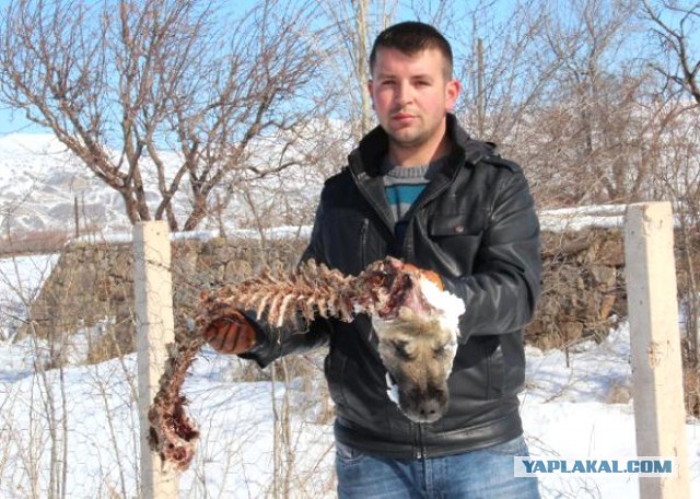 Задрал волчару