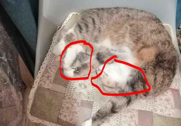 Моя красотка