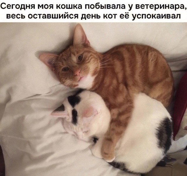 К котовторнику: подборка картинок-баянов с котиками и про котиков. Выпуск 12