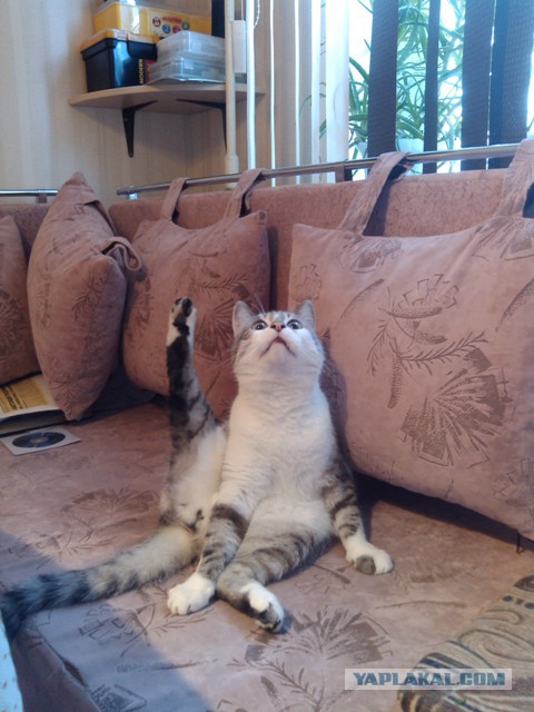 Котовторник 27.5.2014
