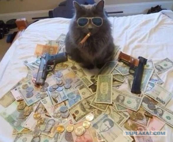 Кот - БОСС