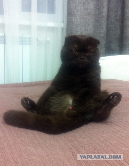 Котовторник 9.12.2014