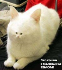 Верните нормальные лица