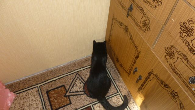 Кот-террорист