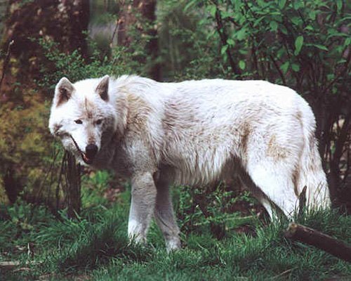 Картинки и прочее