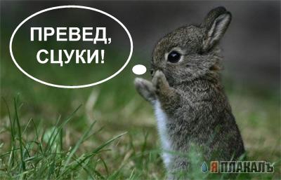 Превед медвед!