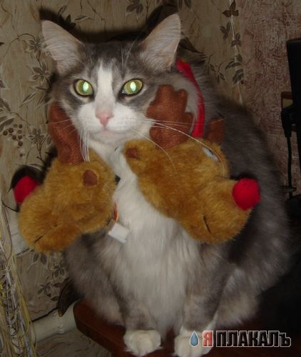 Коты, кошки, котята
