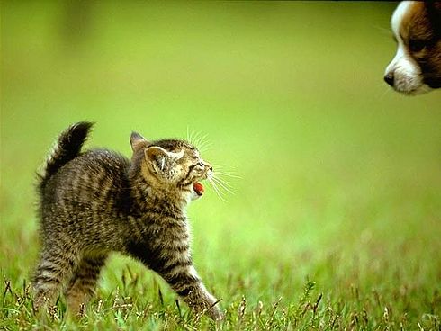 Коты, кошки, котята