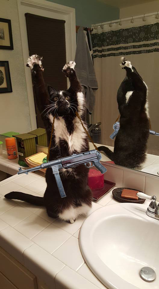 Фотожаба: «Сдающаяся» кошка