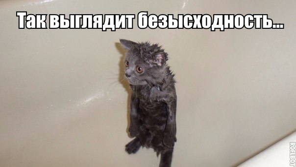 Прикольные животные