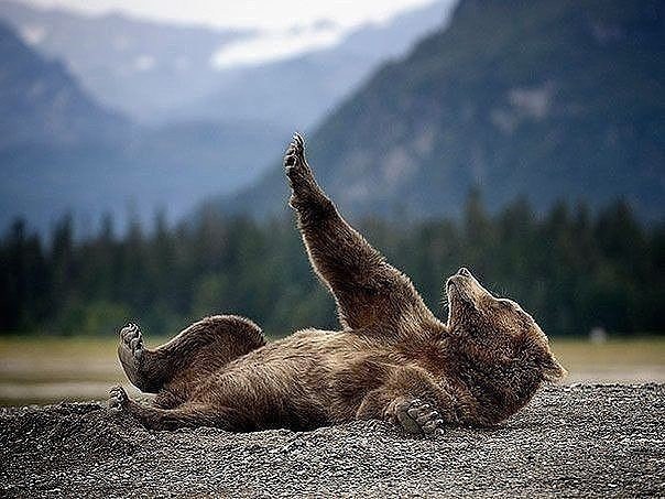 Прикольные животные