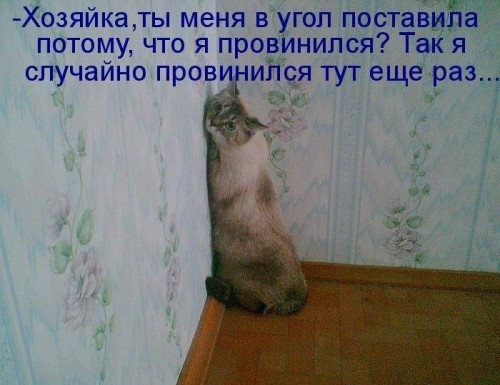Коты из сети