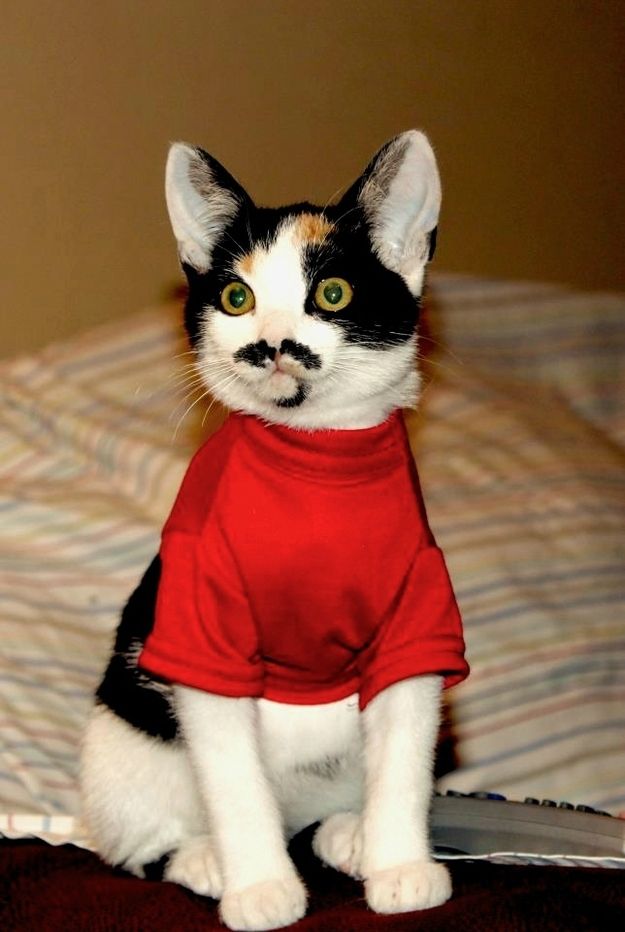 Коты и Кошки