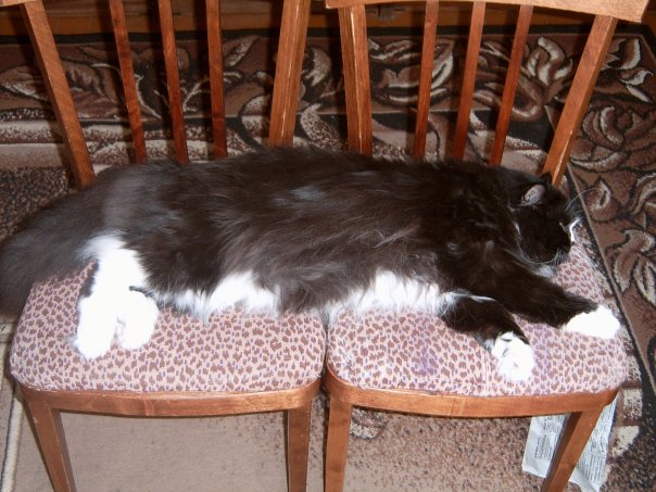 Коты и Кошки
