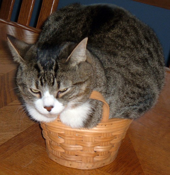 Коты и Кошки